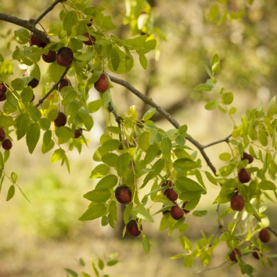 Fruit  Jam