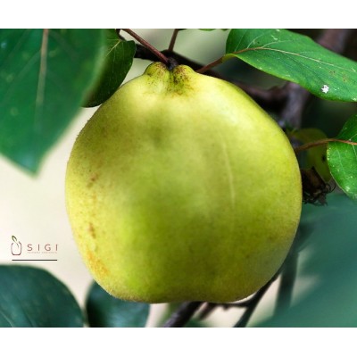 Quince Jam and sapa