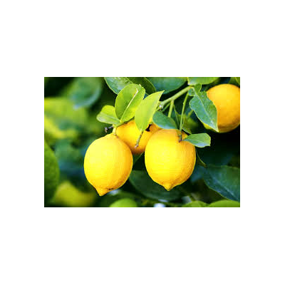 Lemon Marmalade